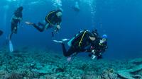 Jelajahi keindahan bawah laut Wakatobi. (Shutterstock)