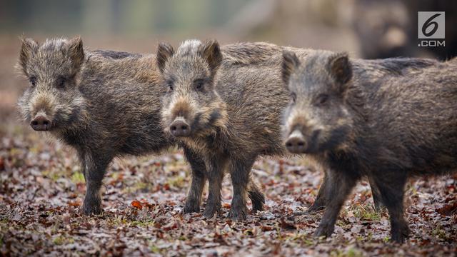 1 Nyawa Petani Dibayar Kematian 3 Babi Hutan Regional Liputan6 Com