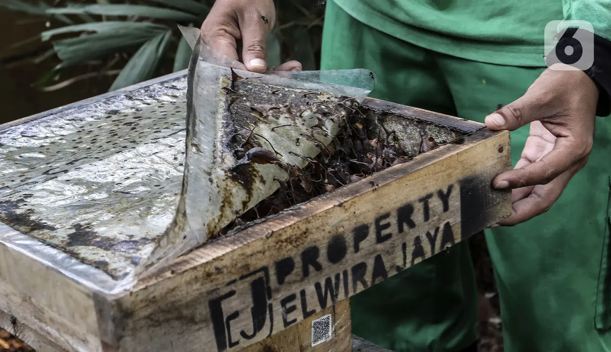 Petugas Kelompok Tani Hutan Lestari membuka sarang lebah trigona di Hutan Kota Srengseng, Jakarta Barat, Sabtu (30/7/2022). Dinas Pertamanan dan Hutan Kota DKI Jakarta membudidayakan lebah trigona yang hasil produksinya dijual seharga Rp 125.000 per 300 mili liter dan menjadi salah satu wisata alternatif di Jakarta. (Liputan6.com/Johan Tallo)