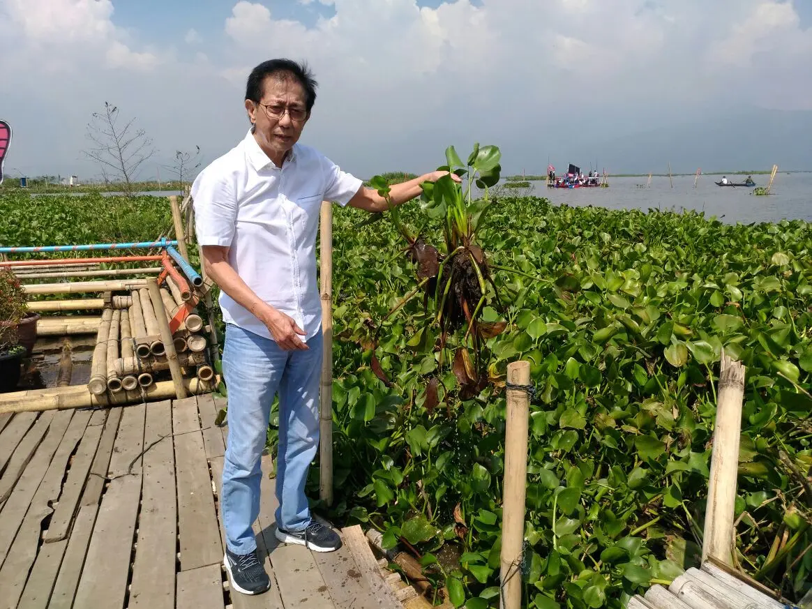 Direktur PT Sido Muncul Tbk, Irwan Hidayat menunjukkan gulma eceng gondok yang merusak danau Rawa Pening. (foto : Liputran6.com / edhie prayitno ige)