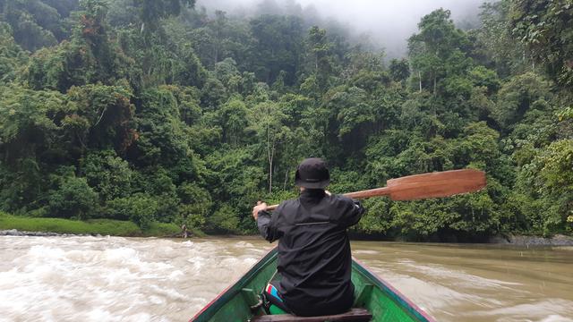 Lokasi pelepasliaran orangutan di Kaltim (Liputan6.com / Gusti Yovanda)
