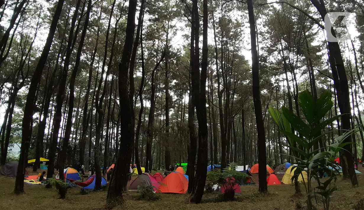 Sejumlah tenda didirikan di lokasi perkemahan Curug Hiji, Bogor, Minggu (5/9/2021). Meski Kabupaten Bogor masih dalam masa PPKM level 3, sejumlah lokasi wisata luar ruangan mulai ramai dikunjungi pengunjung. (Liputan6.com/Helmi Fithriansyah)