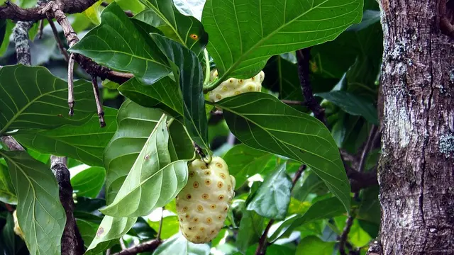 daun mengkudu