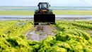 Sebuah alat berat membersihkan ribuan ton ganggang yang menutupi pantai di Qingdao, Provinsi Shandong, China, 22 Juli 2015. Fenomena alam yang ekstrem ini memang sudah menjadi agenda tahunan sejak 2007 silam di pantai tersebut. (AFP PHOTO CHINA OUT)