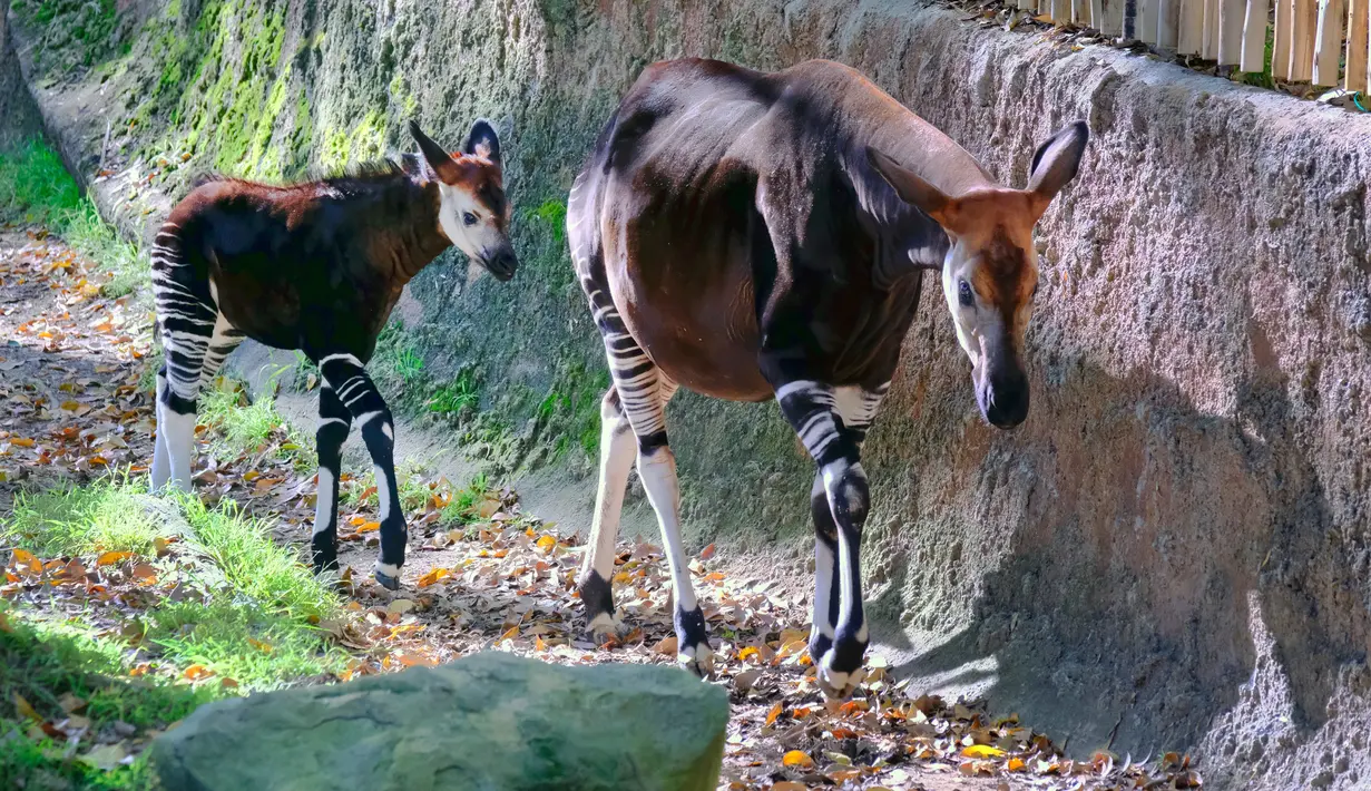 Bayi okapi berjalan bersama induknya di dalam kandang Kebun Binatang Los Angeles, Selasa (23/1). Bayi betina okapi yang diperlihatkan untuk umum tersebut lahir pada 10 November 2017 lalu. (AP Photo/Richard Vogel)