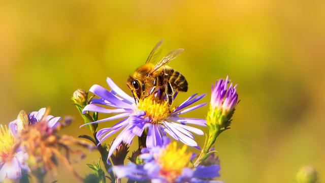 World Bee