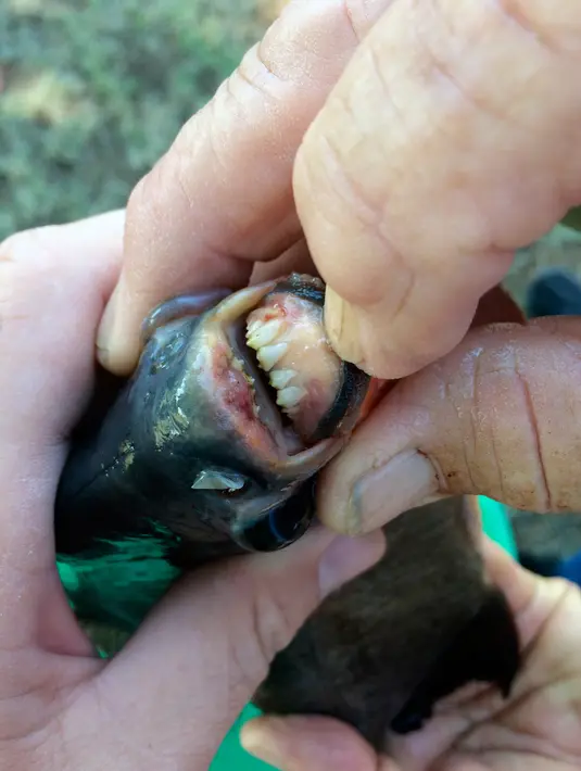 Seorang remaja, Kennedy Smith memperlihatkan ikan dengan gigi mirip gigi manusia yang ditangkapnya di kawasan Danau Fort Cobb, Oklahoma, 22 Juli 2018. (Tyler Howser/Oklahoma Department of Wildlife Services via AP)