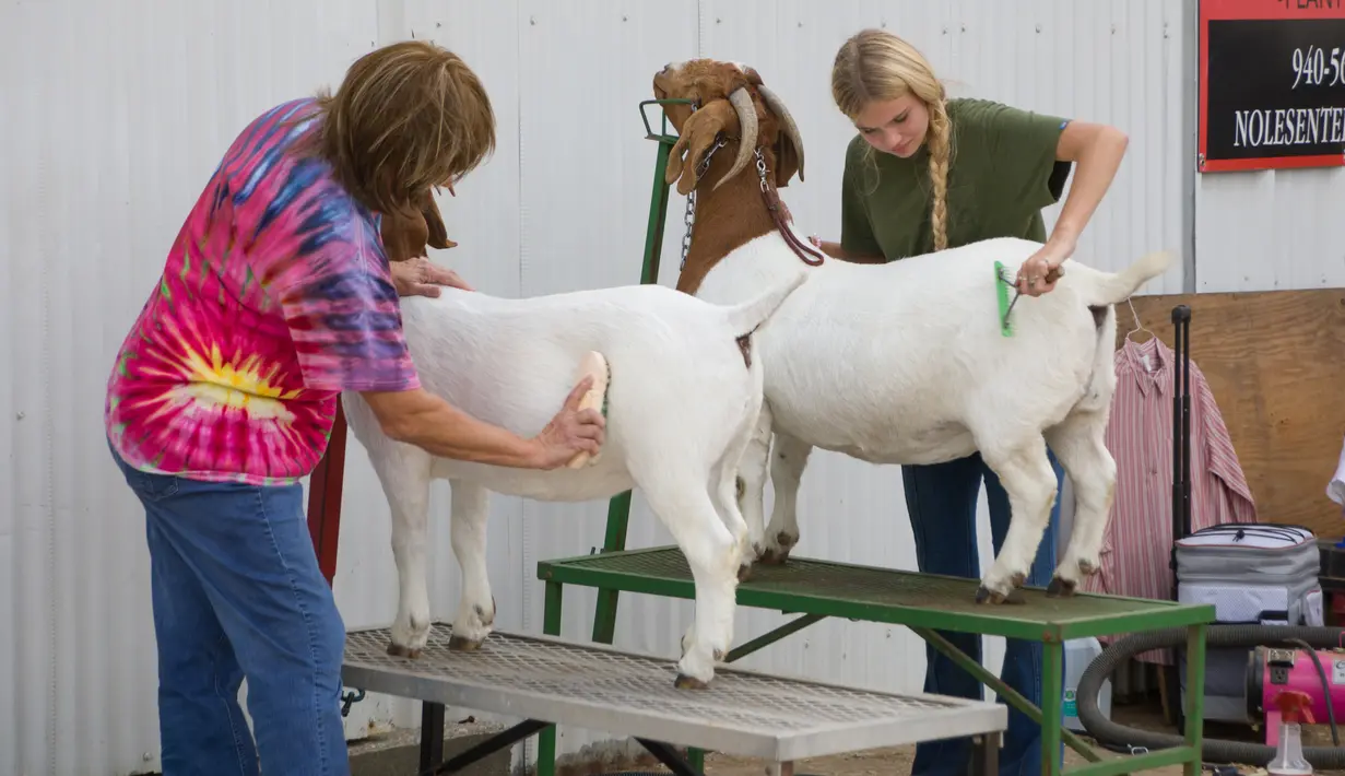 Sejumlah orang membersihkan kambing mereka sebelum penyelenggaraan sebuah kontes dalam Pameran dan Rodeo Texas Utara 2020 di Denton, Texas, 22 Oktober 2020. Pameran dan Rodeo Texas Utara digelar pada 16-24 Oktober dengan menampilkan pertunjukan ternak, kontes, rodeo, serta karnaval (Xinhua/Dan Tian)