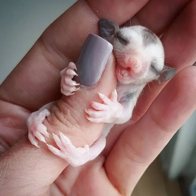 bayi hewan