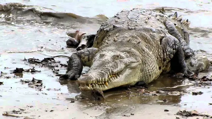 Bintang 5: Pesawat Terbesar, Perangko Termahal, Buaya Raksasa