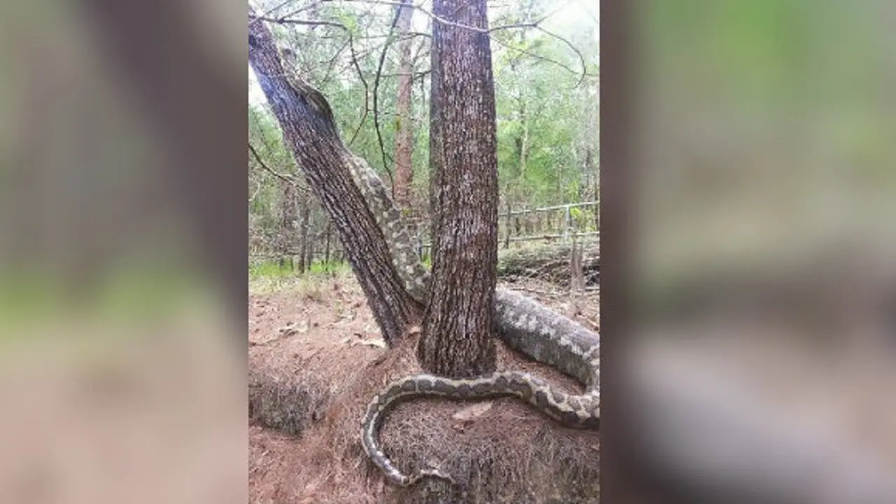 Penampakan ular besar di Australia