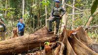 Kapolda Riau Irjen Agung berdiri di atas kayu Cagar Biosfer Giam Siak Kecil yang menjadi pembalakan liar di Kabupaten Siak. (Liputan6.com/M Syukur)