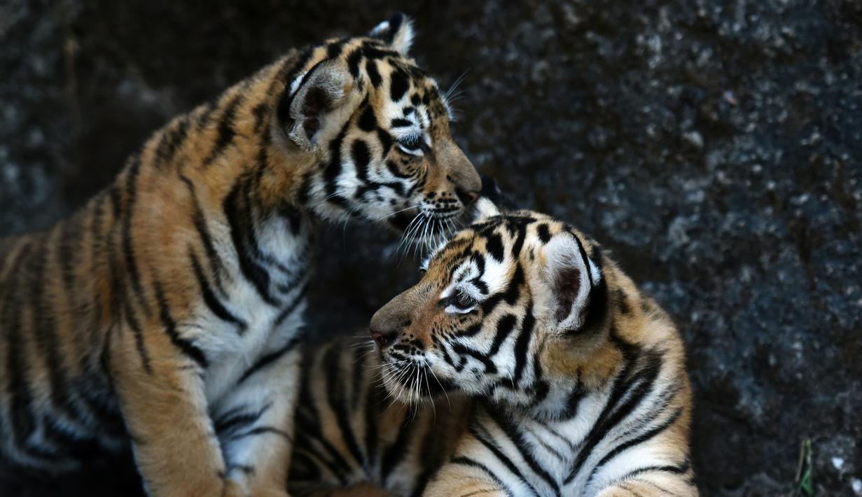Dua ekor anak Harimau Bengal di penampungan hewan FURESA, Jayaque, San Salvador, Selasa (31/1). Empat anak harimau bengal, sebuah spesies yang terancam punah, berhasil lahir melalui persalinan normal. (AFP PHOTO/ Marvin RECINOS)