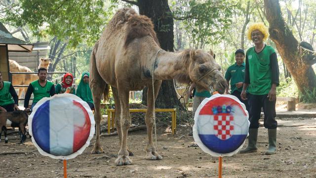Unta Peramal Final Piala Dunia