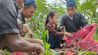 Petani Baduy binaan Yayasan Dharma Bhakti Astra (YDBA) melakukan panen jahe merah di Lebak, Banten (15/09/2022). (Liputan6.com/HO)