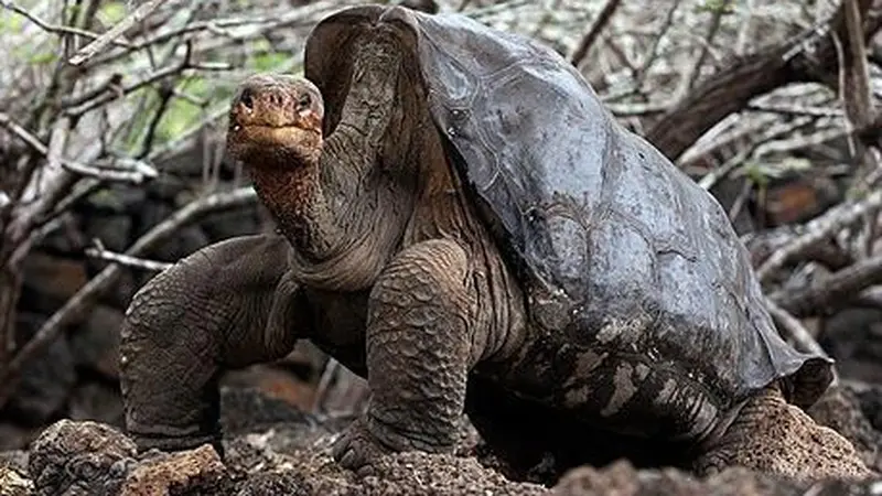 Eksplorasi 15 Spesies Langka di Kepulauan Galapagos yang Tak Ditemui di Tempat Lain