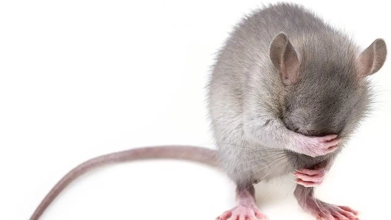 Ilustrasi Tikus