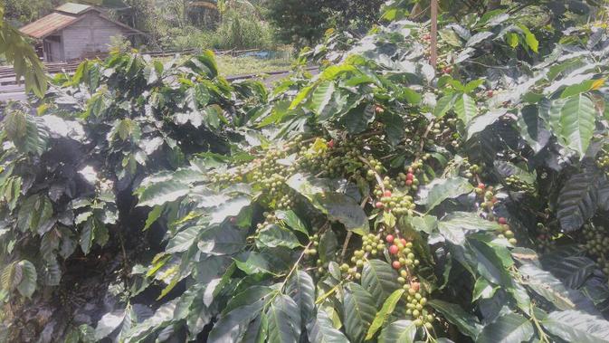 Kopi Kintamani (Dewi Divianta/Liputan6.com)