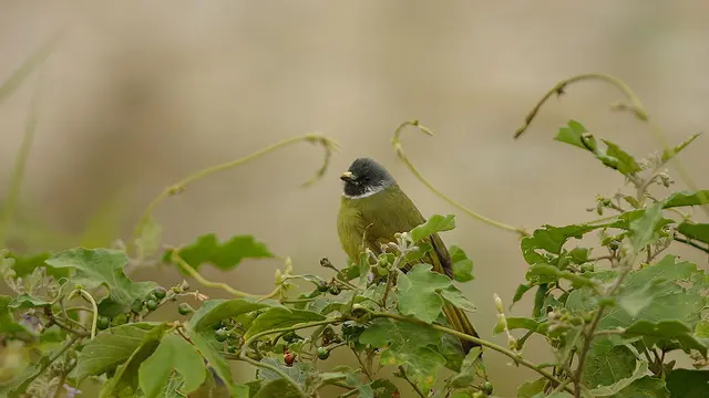 Bulbul