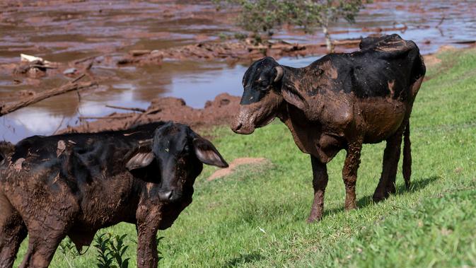 Dua ekor sapi selamat setelah banjir yang dipicu jebolnya bendungan menerjang Brumadinho, Brasil, Jumat (25/1). Ini bukan kali pertama musibah bendungan jebol terjadi di negara bagian yang kaya tambang itu. (Leo Drumond/Nitro via AP)