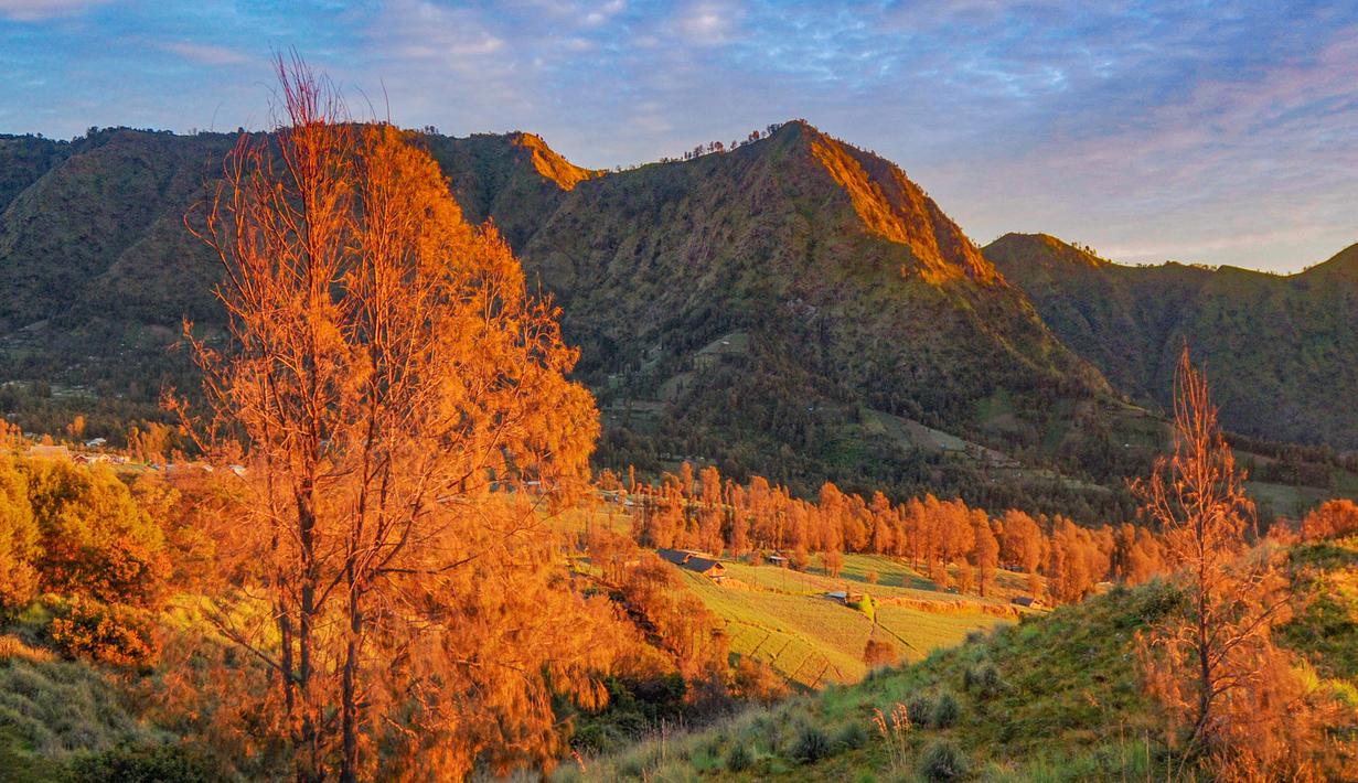 Menikmati sunrise di Gunung Bromo bukan sekadar menyaksikan terbitnya matahari, tetapi juga menjadi pengalaman batin yang menenangkan. Banyak wisatawan menjadikan momen ini sebagai waktu untuk healing, mengisi ulang energi, dan merasakan kedamaian alam yang autentik. Demi menikmati detik-detik matahari muncul di balik Gunung Batok, pengunjung rela berangkat sejak dini hari demi mendapatkan spot terbaik. Tampak dalam foto, padang savana di Bromo, Jawa Timur. (merdeka.com/Arie Basuki)