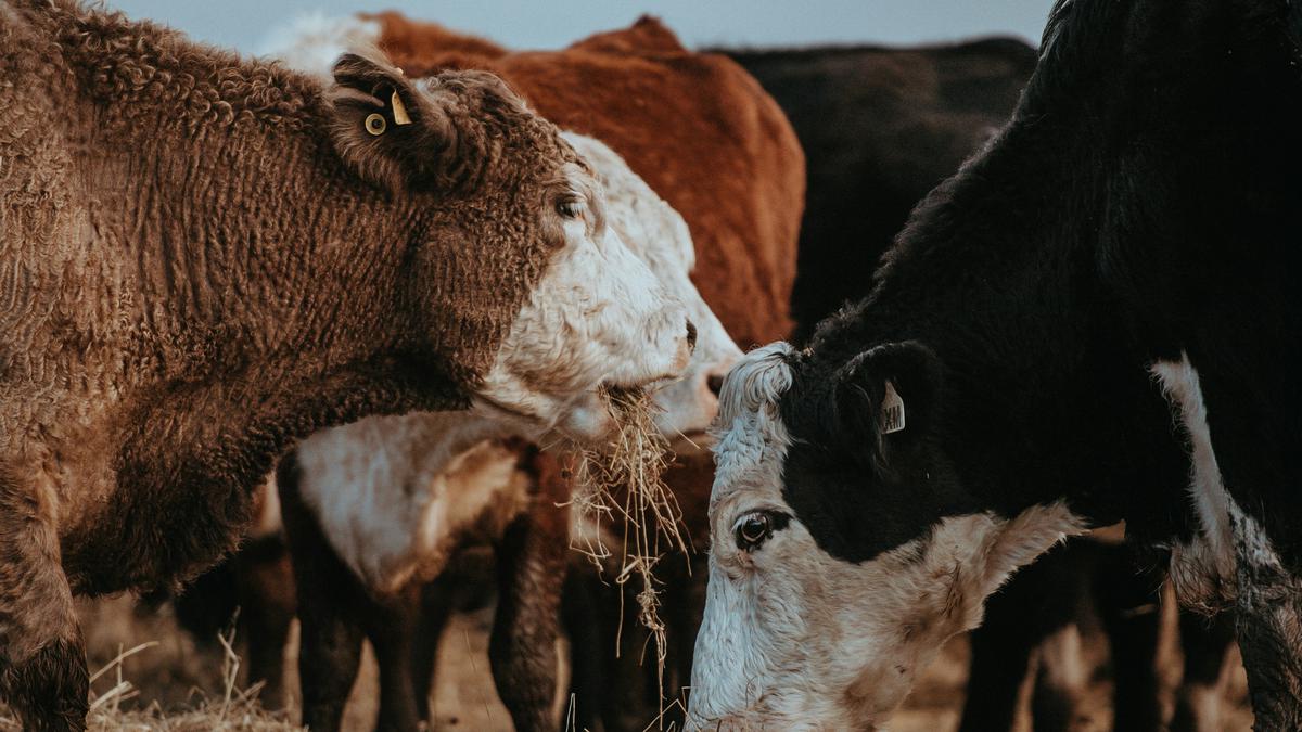 Rahasia Manajemen Penggemukan Sapi Potong agar Cepat Panen dan Hemat Biaya