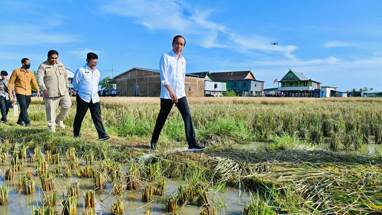 Presiden Joko Widodo atau Jokowi meninjau secara langsung pelaksanaan panen raya padi di Kabupaten Maros, Provinsi Sulawesi Selatan, Kamis (30/3/2023).