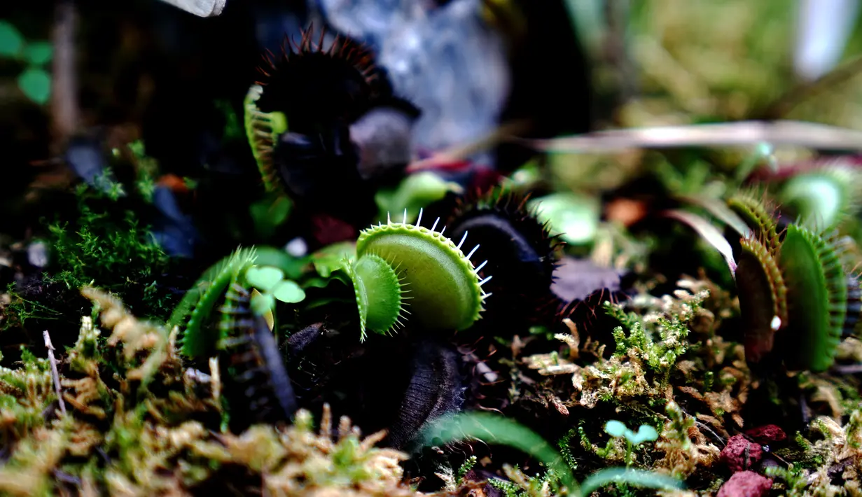 Tanaman perangkap lalat venus (venus flytrap) terlihat di Shanghai Botanical Garden, Shanghai, China, 11 Oktober 2020. Lebih dari 250 varietas tanaman pemakan serangga dipamerkan dalam Pameran Tanaman Pemakan Serangga ke-2. (Xinhua/Zhang Jiansong)