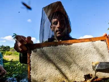 Peternak mengumpulkan madu dari sarang lebah di sebuah peternakan di Navajas, Matanzas, Kuba, 21 Maret 2019. Lebah di pegunungan Matanzas menghasilkan madu berkualitas tinggi. (YAMIL LAGE/AFP)