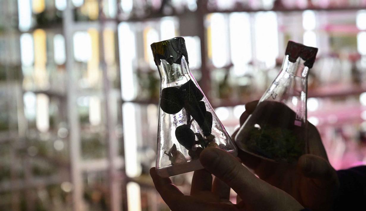 Kepala Departemen Tanaman Tropis dan Subtropis Kebun Raya Nasional Gryshko dari Akademi Ilmu Pengetahuan Nasional Ukraina yang juga seorang Doktor Ilmu Biologi, Roman Ivannikov, telah menghabiskan sekitar 30 tahun merawat anggrek, azalea, dan pohon ara di Kebun Raya Nasional Ukraina sangat khawatir dengan kondisi koleksi tanamannya. Tampak foto yang menunjukkan sebuah laboratorium tempat tanaman disimpan dalam kondisi steril di Kebun Raya Nasional Gryshko milik Akademi Ilmu Pengetahuan Nasional Ukraina di Kyiv pada 11 Februari 2026. (Genya SAVILOV/AFP)