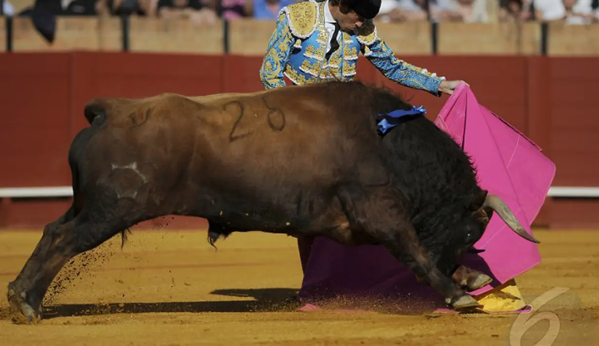  Matador Spanyol Manuel Escribano beraksi di arena adu banteng, Maestranza, Sevilla, Senin (5/5/2014) (AFP Photo/Gogo Lobato).