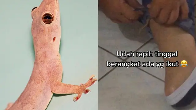 Seekor cicak menyelinap ke dalam celana jeans milik perempuan itu