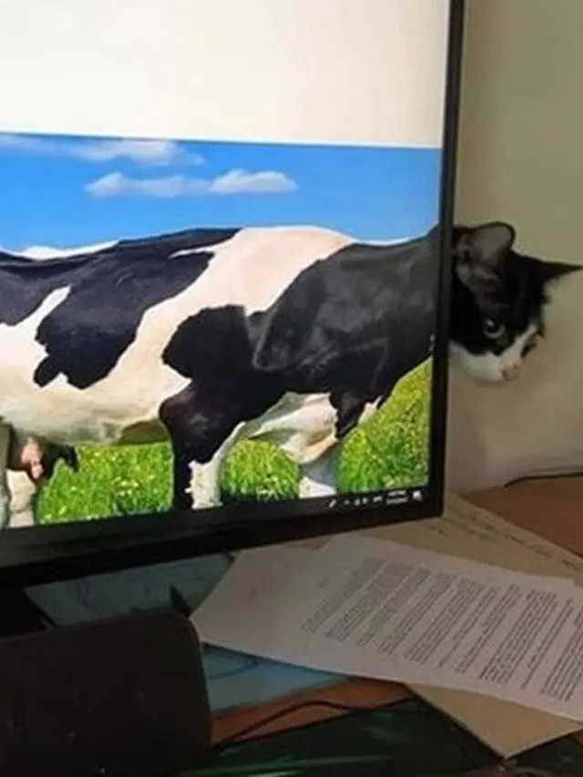 6 Ilusi Optik Kucing Hitam Putih Ini Bikin Kucek Mata, Perlu Lihat Dua Kali