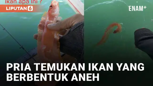 Aksi seorang pria sedang memancing di laut temukan ikan unik