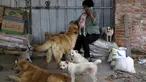 Yang Xiaoyun bersama sejumlah anjing di tempat penampungan yang dikelolanya di Tianjin, China, Rabu (8/7). Yang Xiaoyun dikabarkan telah mengeluarkan uang sebesar 48.248 USD untuk menyelamatkan 500 anjing dari toko daging anjing. (REUTERS/Kim Kyung-Hoon)