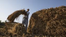 Seorang petani memanen padi di sebuah sawah di Desa Awantipora, Distrik Pulwama dekat Kota Srinagar, Kashmir yang dikuasai India (23/9/2020). (Xinhua/Javed Dar)