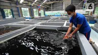 Pekerja menangkap ikan koi seharga Rp 25 juta di Pusat Koi dan Maskoki Nusantara, Raiser Ikan Hias Cibinong, Bogor, Jawa Barat, Sabtu (9/10/2021). Kementerian Perikanan dan Kelautan (KKP) membangun Pusat Koi dan Maskoki Nusantara di Raiser Ikan Hias Cibinong. (merdeka.com/Arie Basuki)