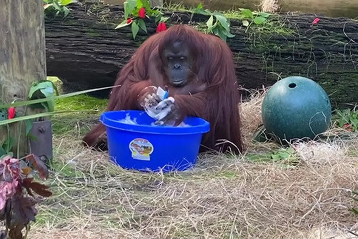viral video orangutan cuci tangan