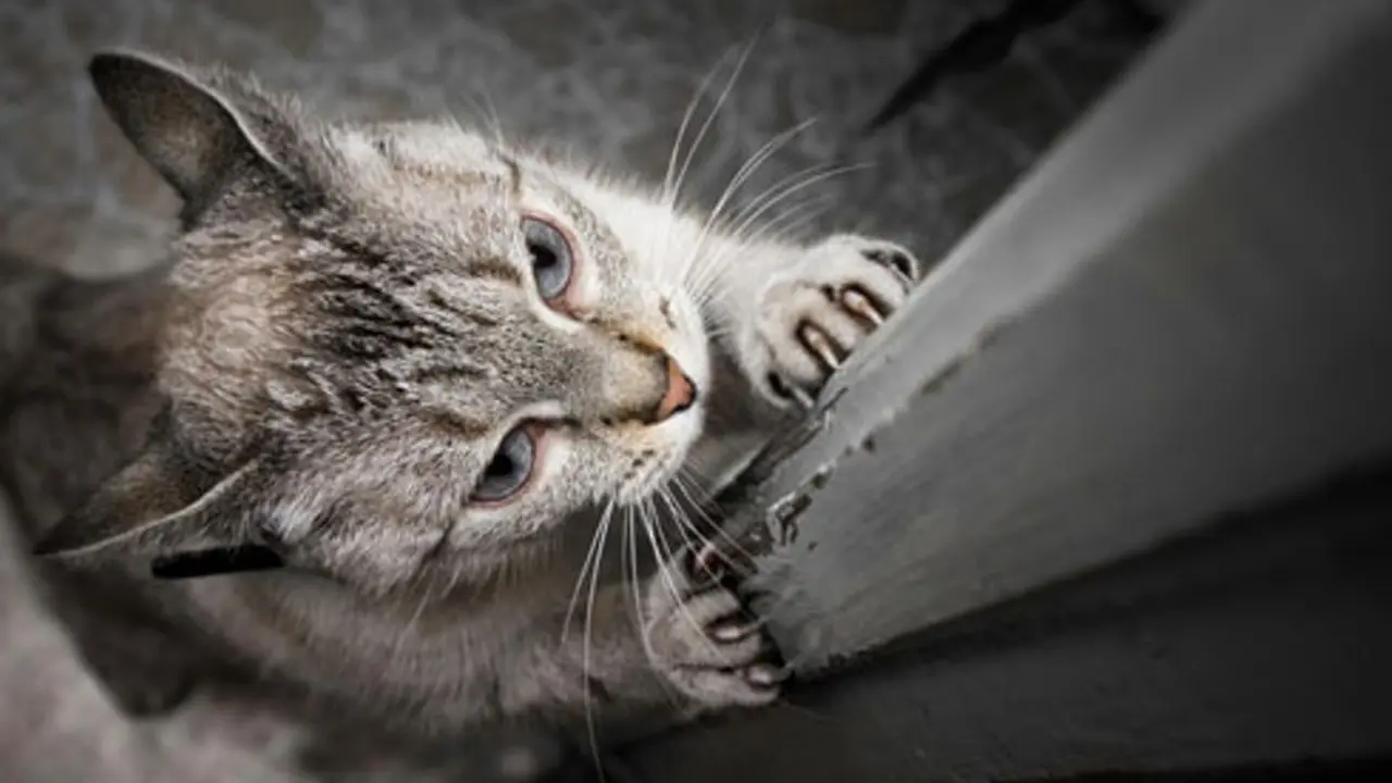 Hati-hati, Cakaran Kucing Kamu Bisa Menyebabkan 3 Penyakit Ini