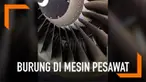 Sebelum lepas landas pada penerbangan dengan pesawat boeing 737-800 di bandara Melbourne, Australia ada tim yang akan memeriksa kondisi dari pesawat. Salah satu tim tersebut menemukan seekor burung hantu berwarna putih yang sedang tertidur.