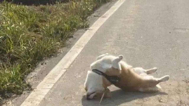 7 Potret Hewan Peliharaan saat Ingin Menyendiri Ini Bikin Gemas