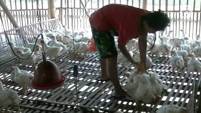 Menyusul cuaca ekstrim, belakangan ini, para peternak ayam di Sleman, Daerah Istimewa Yogyakart, mengeluhkan kesulitan berproduksi. Selain banyak ayamnya yang mati, mereka juga keseulitan mencari bibit ayam, yang belakangan ini, semakin langka.
