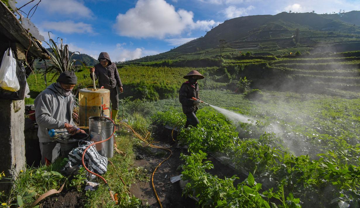 Petani melakukan penyemprotan pupuk pada tanaman kentang di kawasan dataran tinggi Dieng, Batur, Banjarnegara, Jawa Tengah, Minggu (2/11/2025). Mereka berharap pemerintah meninjau ulang kebijakan pupuk bersubsidi agar lebih inklusif. (merdeka.com/Arie Basuki)