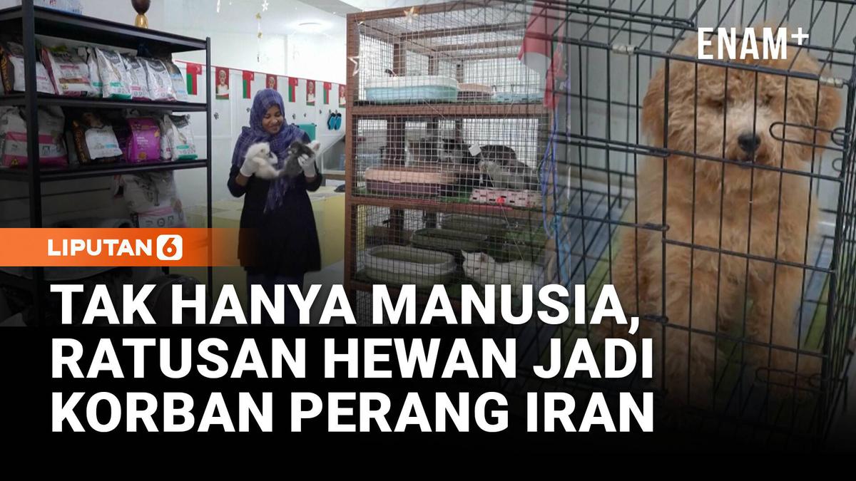 Dampak Perang Timur Tengah! Ratusan Hewan Peliharaan Ditinggal Tanpa Makanan dan Tempat Berlindung