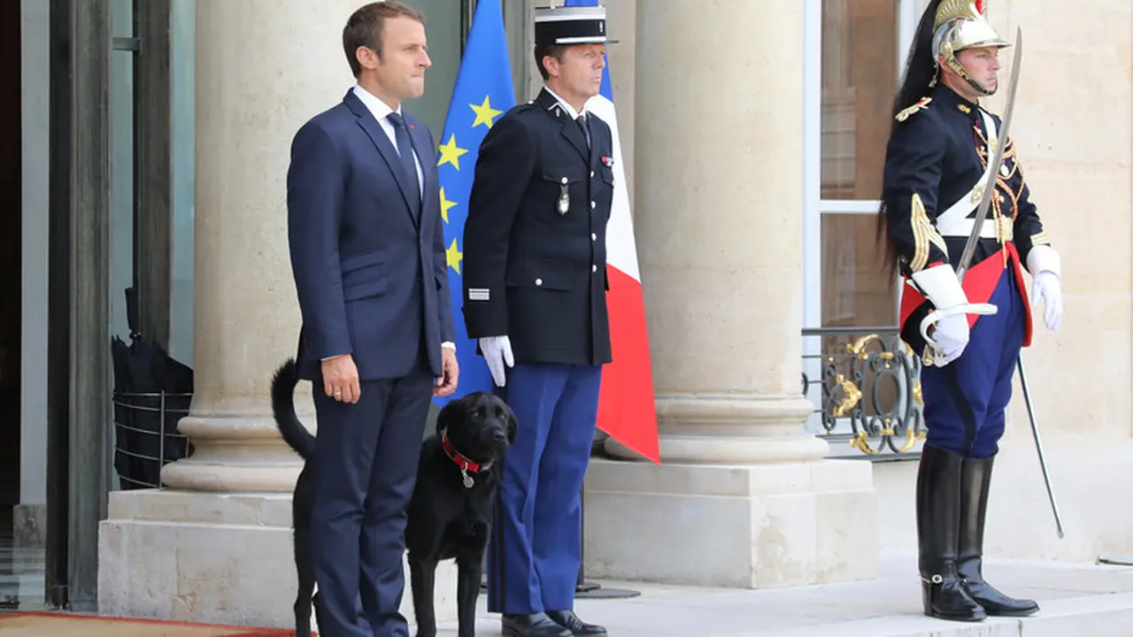 First Dog, anjing presiden Prancis yang diambil dari penampungan. (AFP)