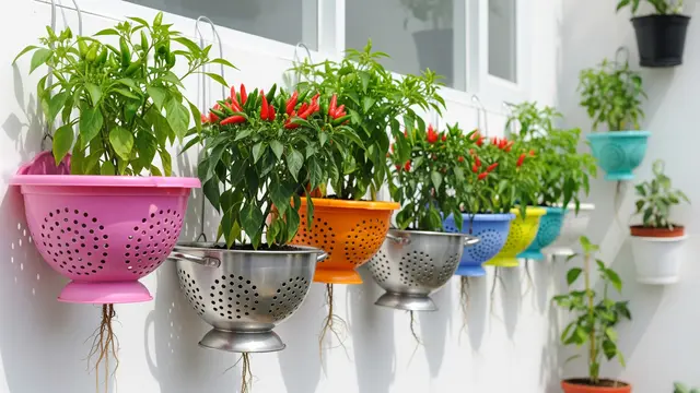 Inspirasi Kebun Cabai Rawit dari Wadah Bekas Dapur