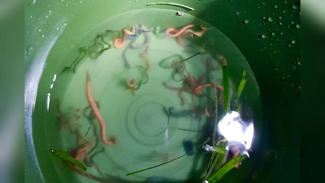 Cacing Laut Hasil Tangkapan di Festival Bau Nyale 2023, Lombok, NTB.