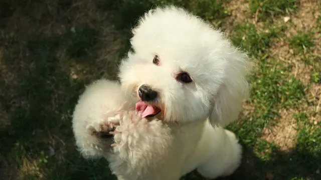 Jenis Anjing Kecil Lucu