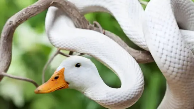 6 Editan Foto Ular Putih Ini Kocak, Jauh Dari Kata Seram