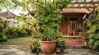 7 Cara Menanam Anggur dalam Pot, Mudah Dirawat dan Hasil Panen Manis